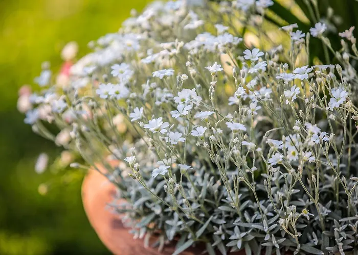 Casa Bellavista קורטונה