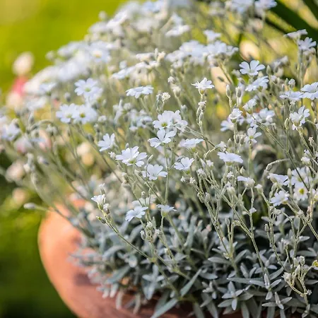 Casa Bellavista Cortona